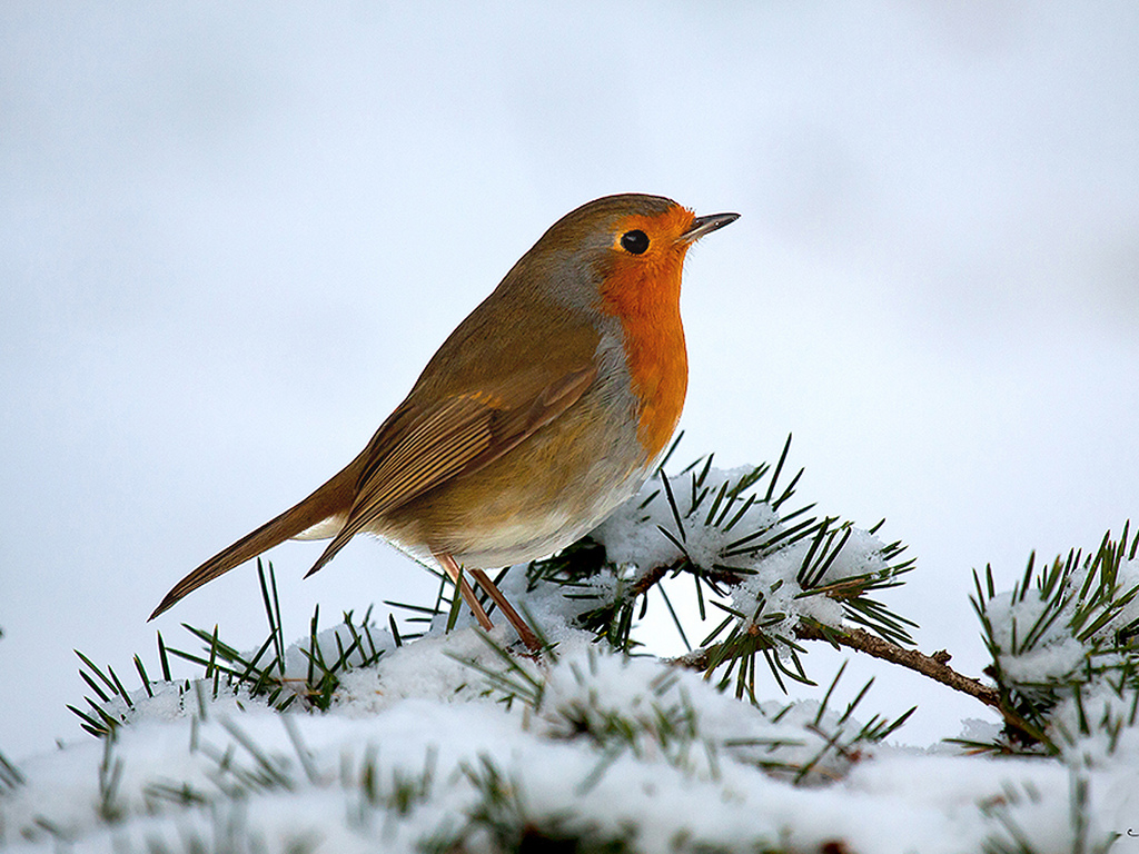 Truyền thuyết về loài chim họa mi trong lễ Giáng sinh - ảnh 4