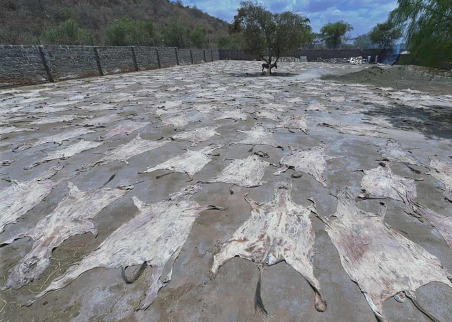 Da lừa được phơi khô tại một trại giết mổ lừa hợp pháp ở Kenya. Ảnh: AFP.