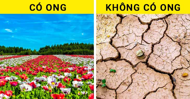 Tại sao loài ong rất quan trọng và chúng ta cần làm gì để ngăn chúng biến mất? - ảnh 3