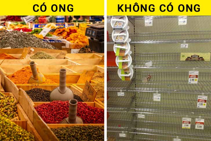Tại sao loài ong rất quan trọng và chúng ta cần làm gì để ngăn chúng biến mất? - ảnh 4