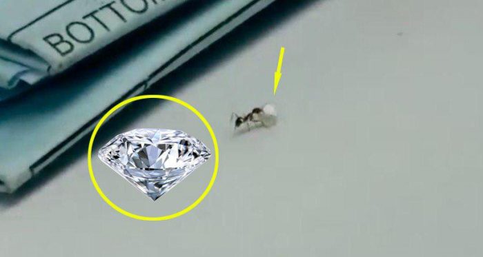 Video: “Đạo chích” tí hon cố gắng đánh cắp kim cương quý giá trong cửa hàng - H1