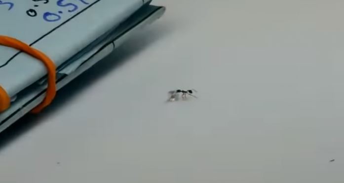 Video: “Đạo chích” tí hon cố gắng đánh cắp kim cương quý giá trong cửa hàng - H2