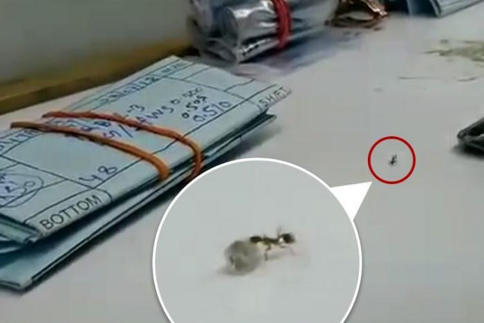 Video: “Đạo chích” tí hon cố gắng đánh cắp kim cương quý giá trong cửa hàng - H3