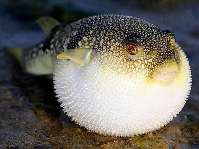 Hiểu lầm lớn về cách loài cá nóc phình lên như quả bóng