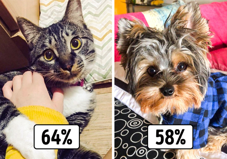 Có phải loài mèo chỉ quan tâm tới chủ nhân khi được cho ăn?