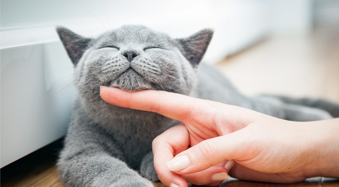 Có phải loài mèo chỉ quan tâm tới chủ nhân khi được cho ăn?