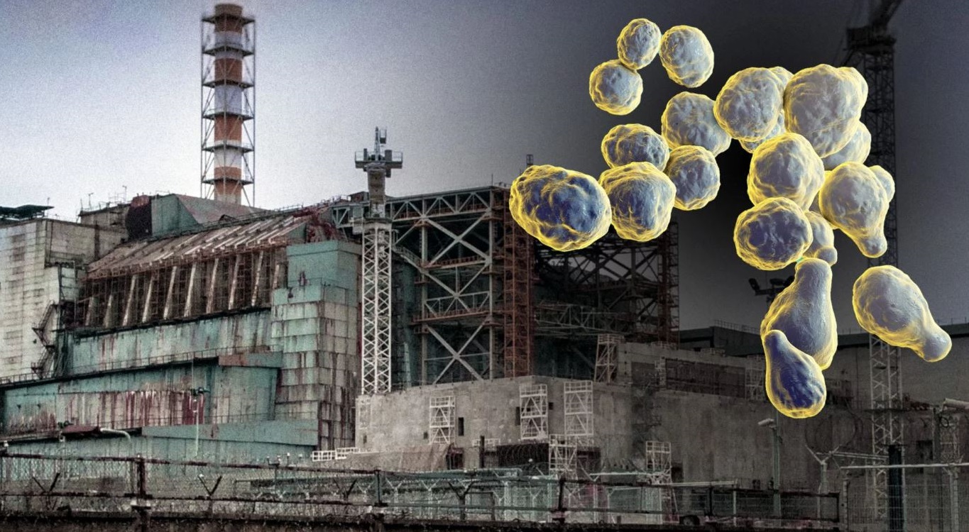 Phát hiện ra loài nấm sinh trưởng bằng cách ‘ăn bức xạ’ gần lò phản ứng hạt nhân Chernobyl