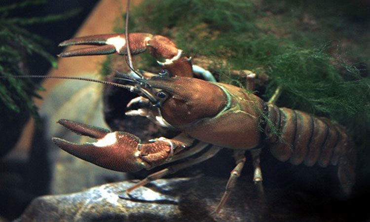 Tôm hùm đất Pacifastacus leniusculus.