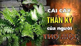 Cây Thần kỳ của người thợ mộc